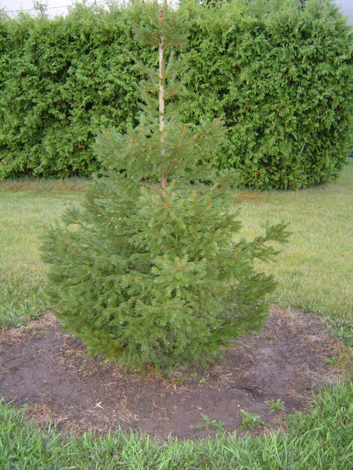 Norway spruce tree Cold Stream Farm