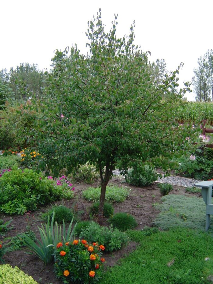 Siberian crabapple tree Cold Stream Farm