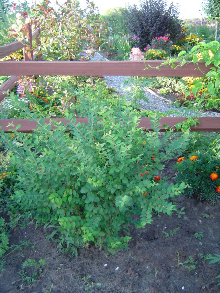 Cold Stream Farm Indian currant plant