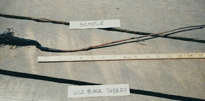 Cold Stream Farm wild black cherry root