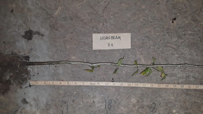 Cold Stream Farm hornbeam root