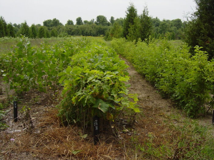 Cold Stream Farm bur oak trees