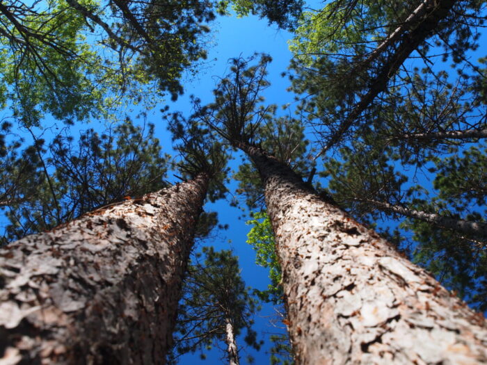 Red pine trees Cold Stream Farm