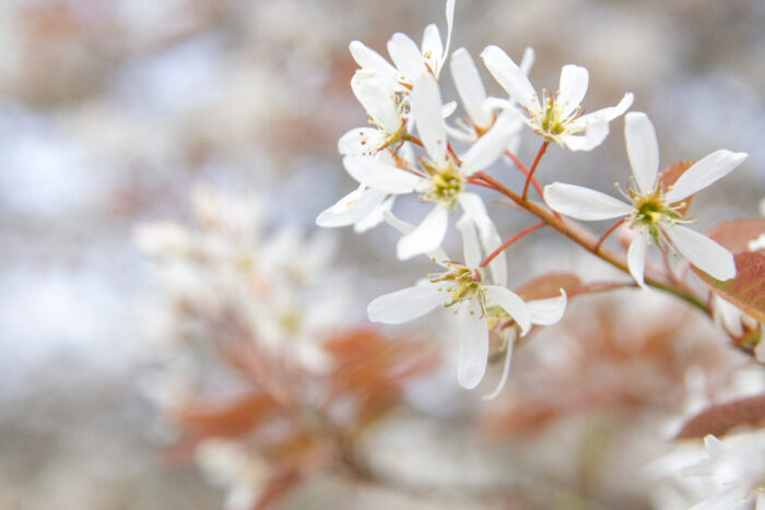 Cold Stream Farm white flowers on stick