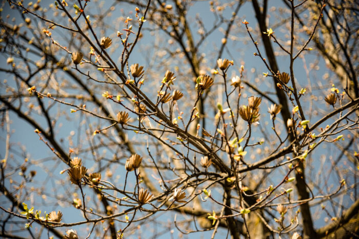 Cold Stream Farm tulip budding tree