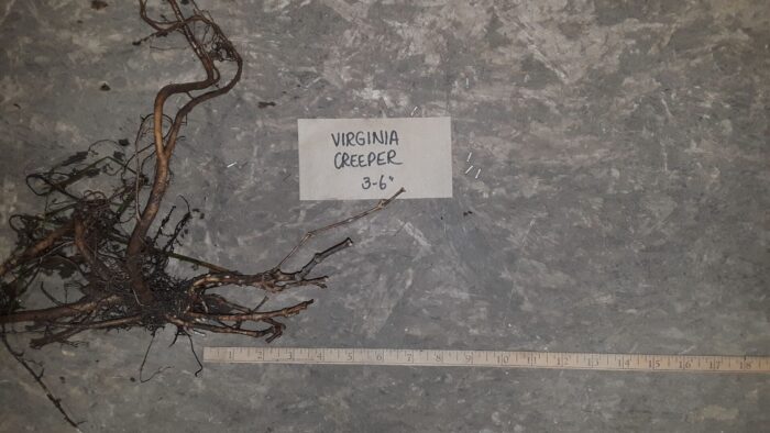 Cold Stream Farm Virginia creeper root