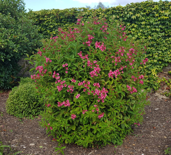 Cold Stream Farm red bush shrub