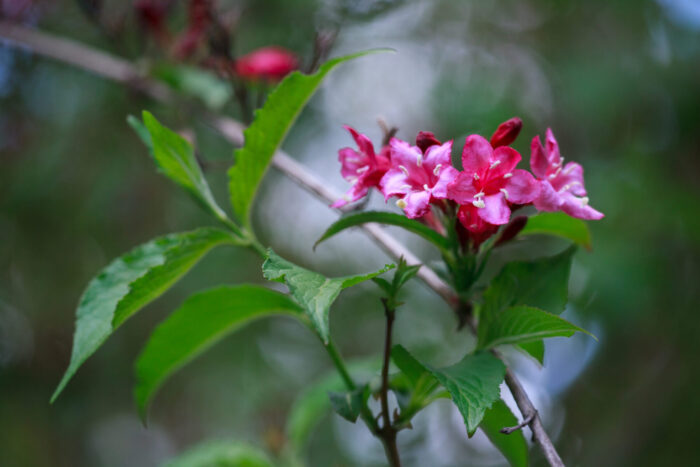 Cold Stream Farm weigela red flowers