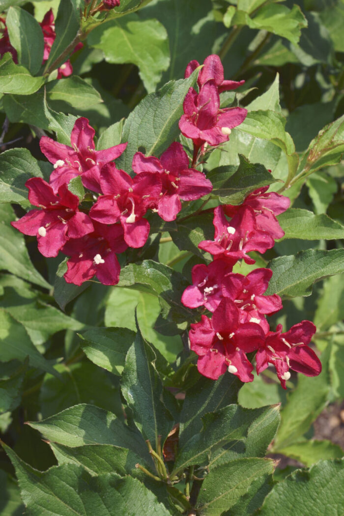 Cold Stream Farm red flower weigela