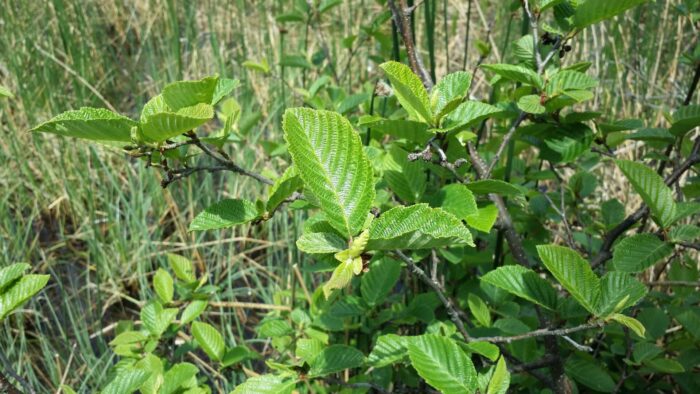 Speckled alder Cold Stream Farm