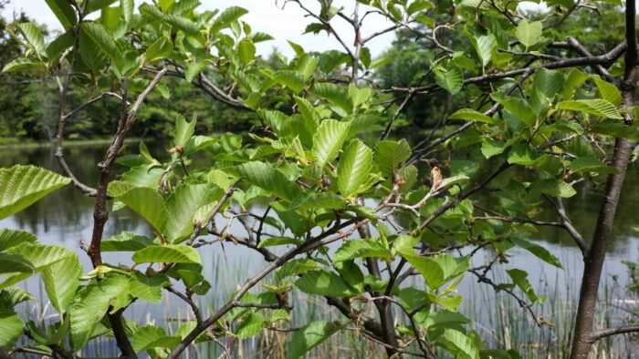 Speckled alder leaves and branches Cold Stream Farm