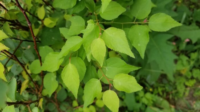 Cold Stream Farm hardy apricot green leaves