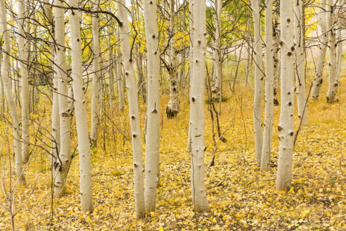 Cold Stream Farm cottonwood bark forest