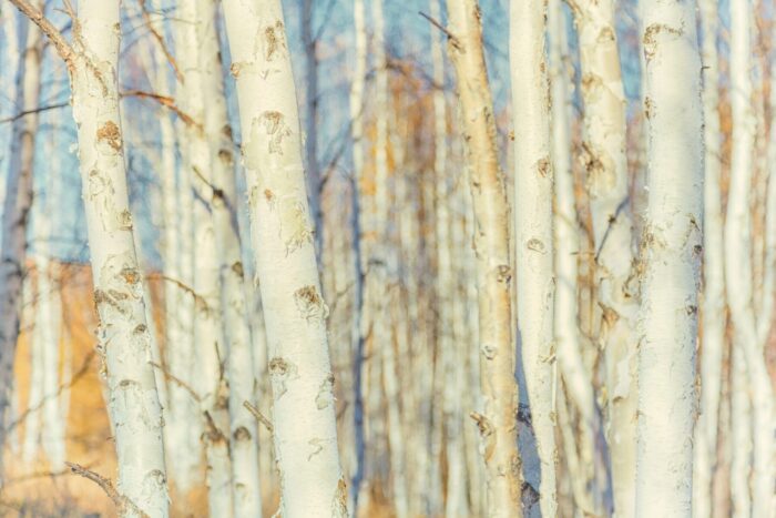 Cold Stream Farm paper birch white bark