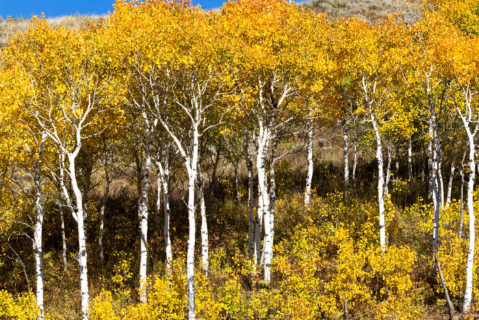 Cold Stream Farm paper birch fall