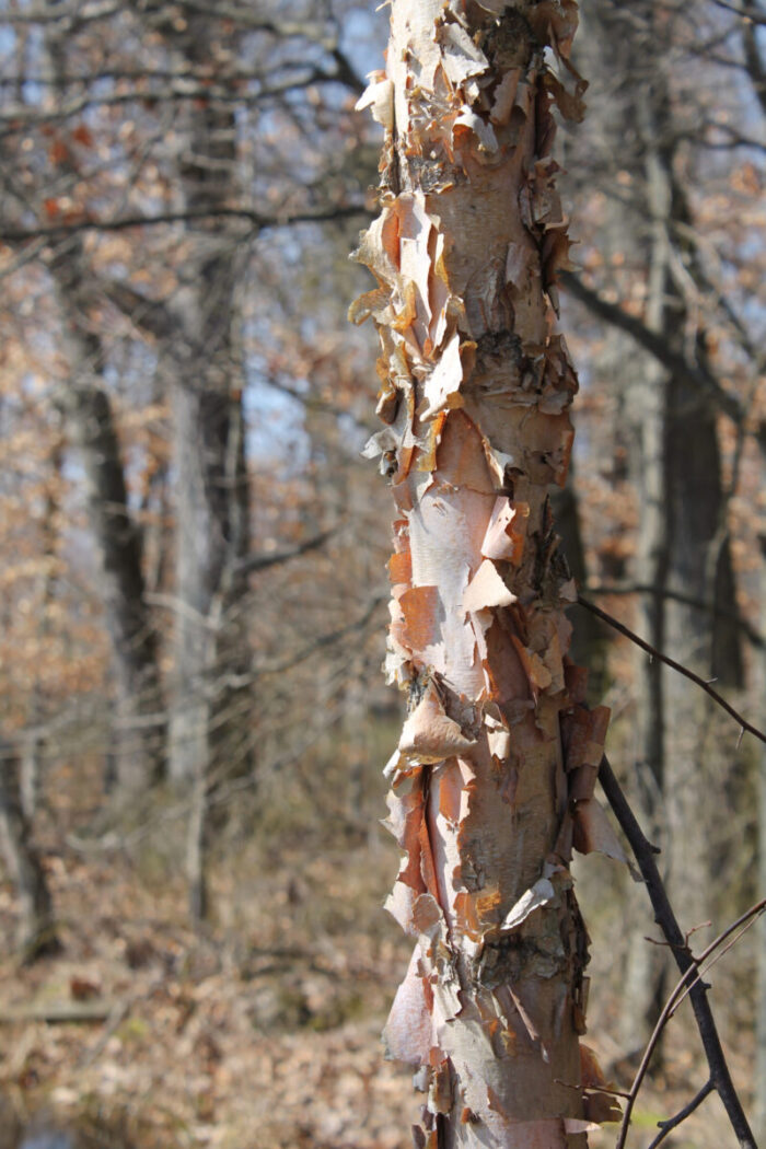 Cold Stream Farm river birch bark