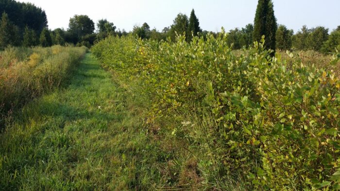 Cold Stream Farm river birch transplant bed