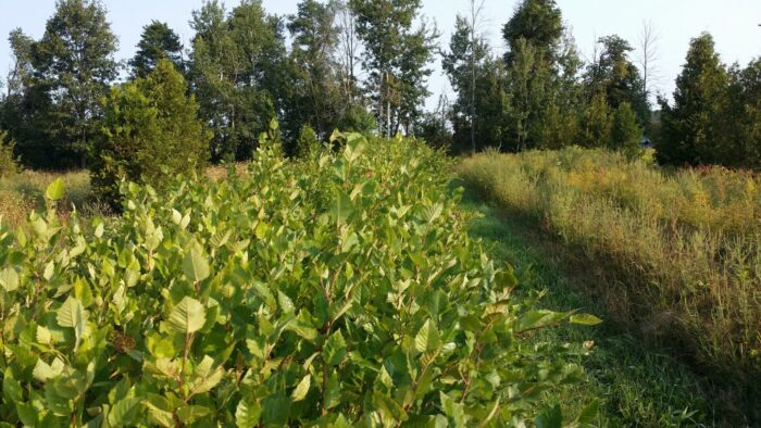 Cold Stream Farm river birch green plants