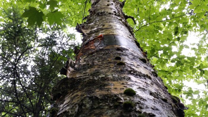 Cold Stream Farm yellow birch mature tree bark