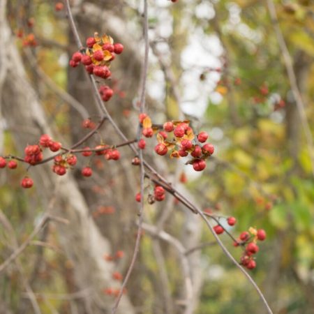 American bittersweet berries Cold Stream Farm