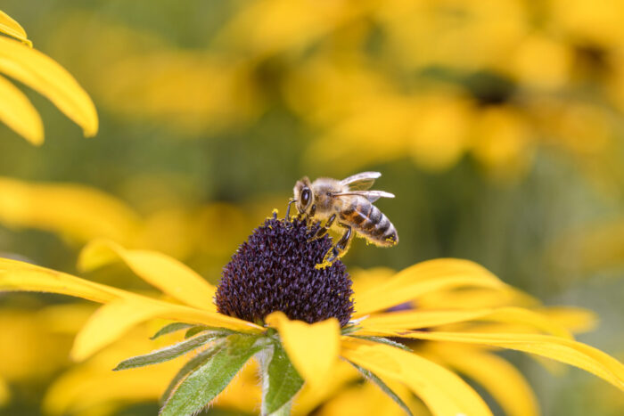 Cold Stream Farm bee and Black Eye Susan