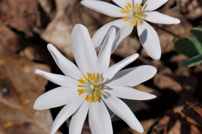 Cold Stream Farm blood root flower