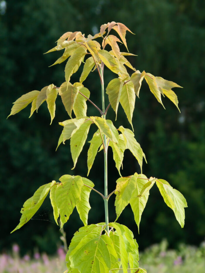 Cold Stream Farm boxelder leaves