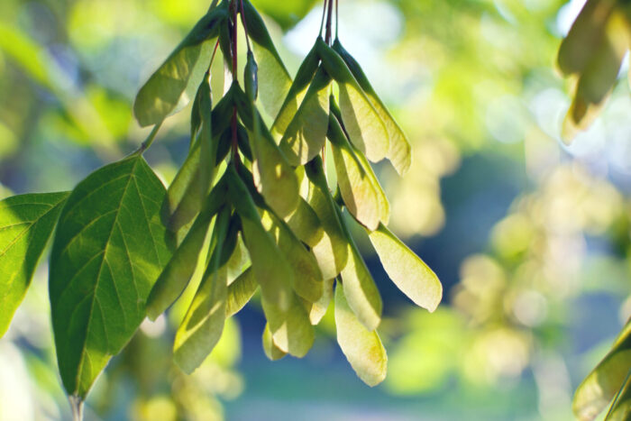 Cold Stream Farm boxelder seeds