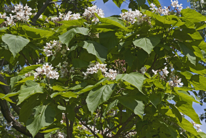 Cold Stream Farm northern catalpa flowers