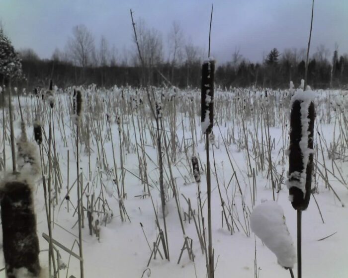 Cold Stream Farm winter cattail