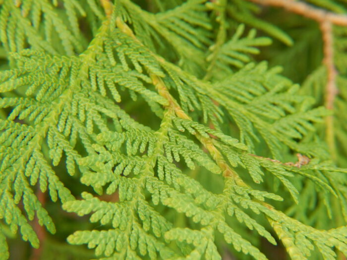 White cedar branch Cold Stream Farm