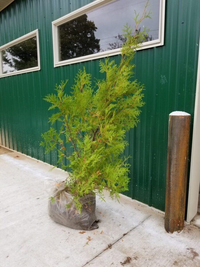 Cold Stream Farm cedar white root