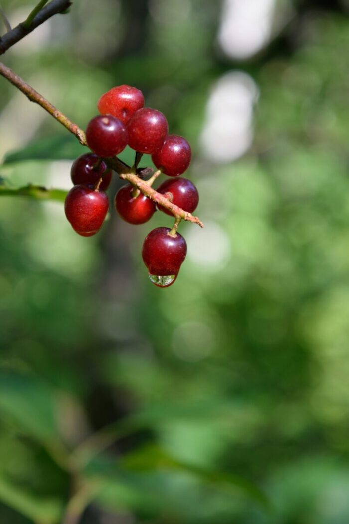 Cold Stream Farm choke cherry berries