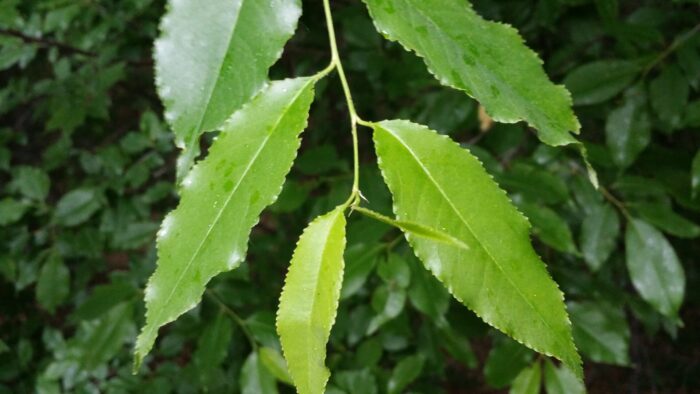 Cold Stream Farm wild black cherry leaf