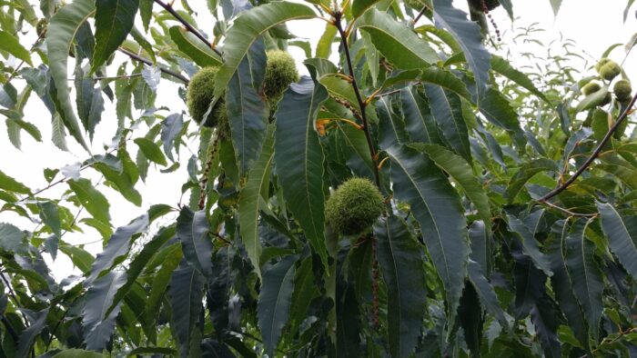 Cold Stream Farm chestnut nuts and leaves