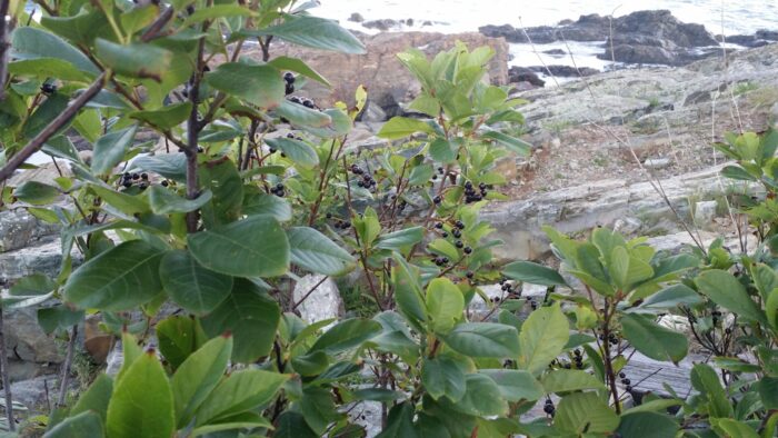 Chokeberry on Black Ocean Cold Stream Farm