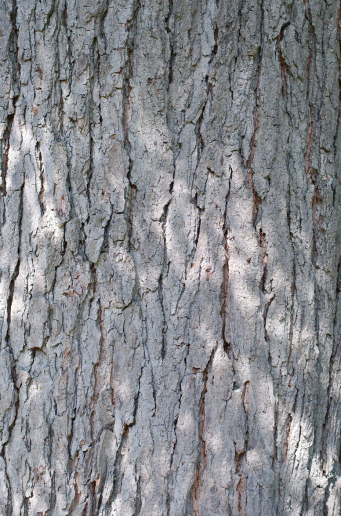 Cold Stream Farm Kentucky coffeetree bark