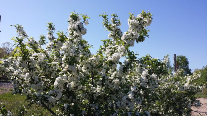 Sargent crabapple flowering bush Cold Stream Farm