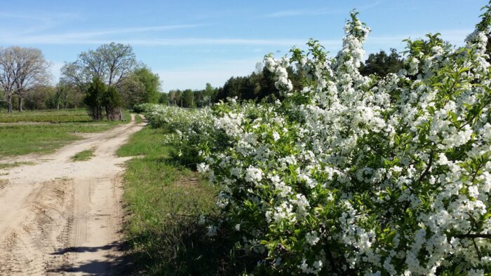 Sargent crabapple flowering Cold Stream Farm