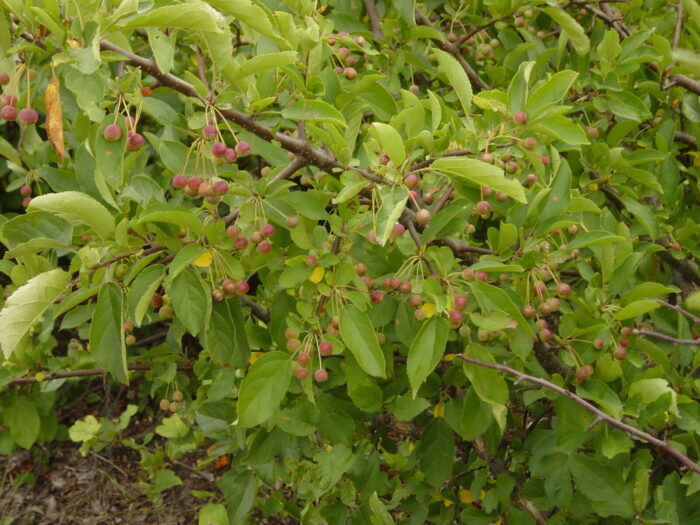 Sargent crabapple leaves and fruit Cold Stream Farm