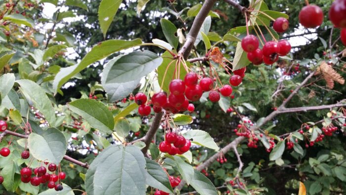 Sargent crabapple berries Cold Stream Farm