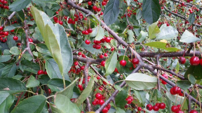 Sargent crabapple branches Cold Stream Farm