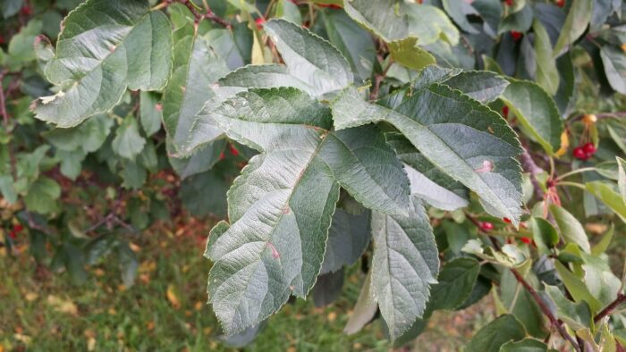 Sargent crabapple leaves and berries Cold Stream Farm