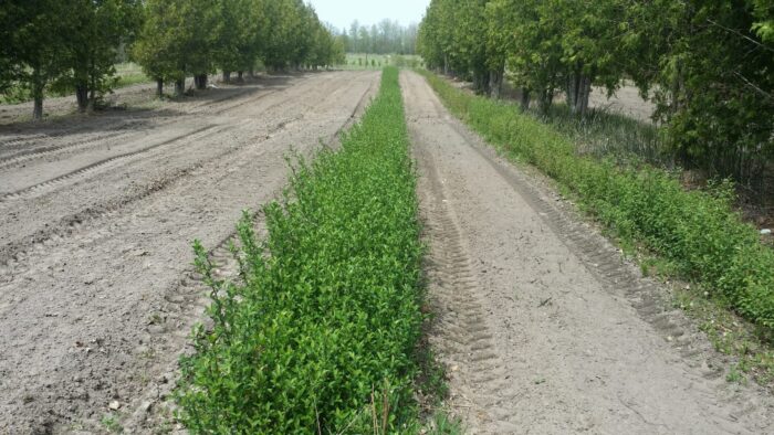 Sargent crabapple transplant bed Cold Stream Farm