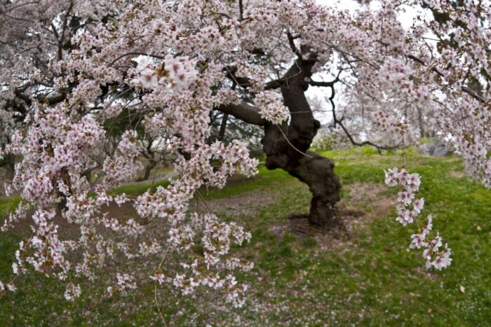 Sweet crabapple flowering tree Cold Stream Farm