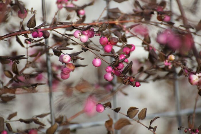 Cold Stream Farm Indian currant berries