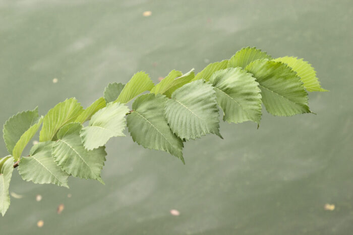 Cold Stream Farm elm branch with leaves