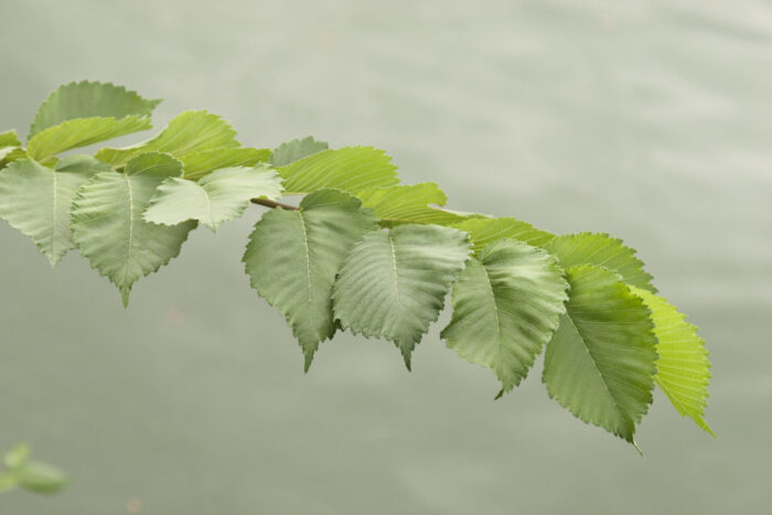 Cold Stream Farm elm leaves