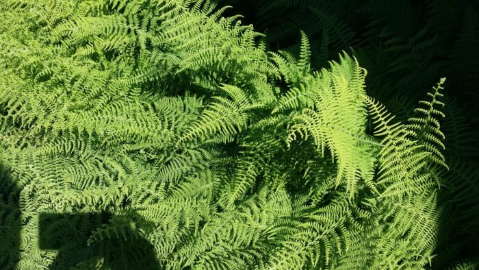 Cold Stream Farm Christmas fern plant