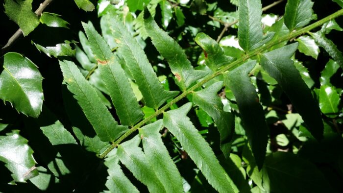 Cold Stream Farm Christmas fern leaf